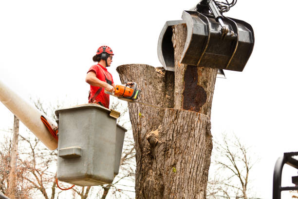 Professional Tree Services in Newcastle, WY